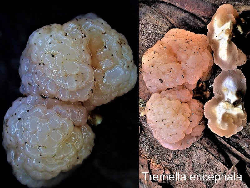 Tremella encephala-amf1832.jpg - Tremella encephala ; Syn1: Naematelia encephala ; Syn2: Encephalium aurantiacum ; Nom français: Trémelle cérébriforme
